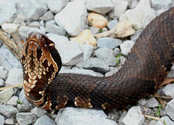 Western Cottonmouth