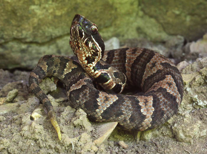 Western Cottonmouth