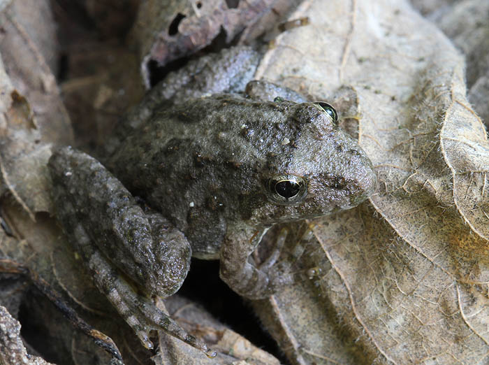 Cricket Frog