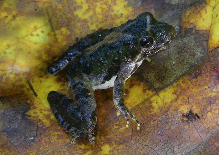 Cricket Frog