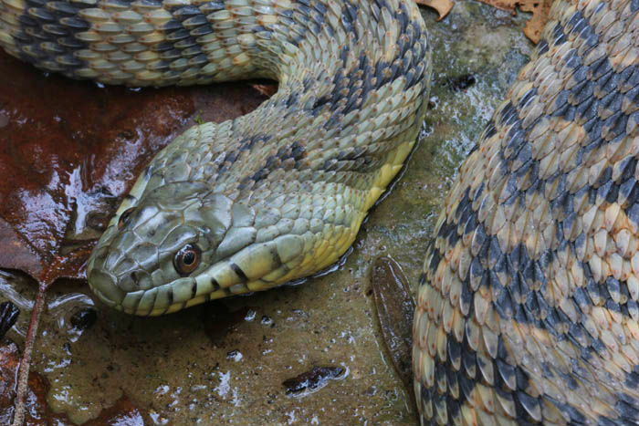 Diamondback Water Snake