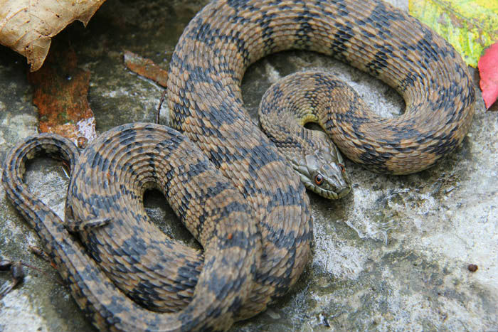 Diamondback Water Snake