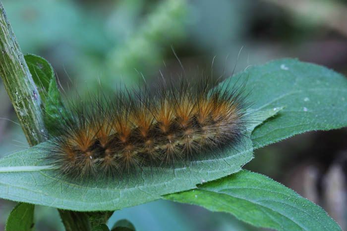 fuzzy caterpillar