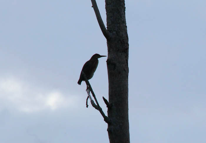 Green Heron