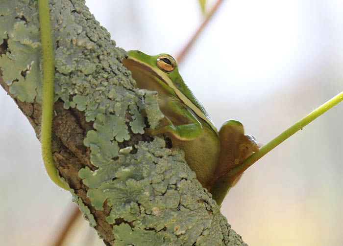 Green Treefrog