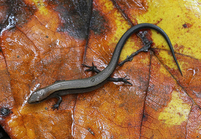 Ground Skink