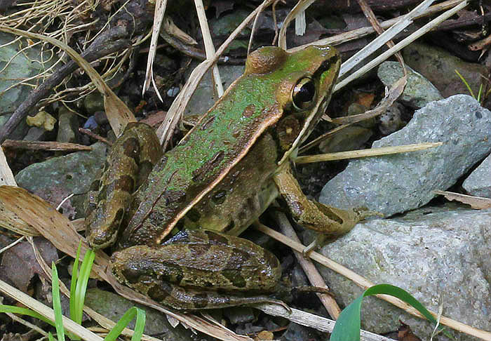 Leopard Frog