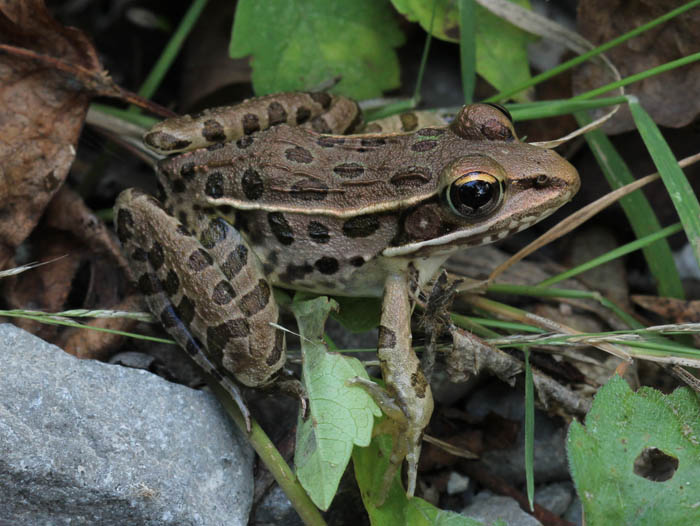 Leopard Frog