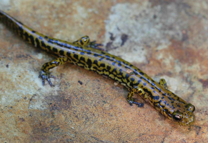 Longtail Salamander