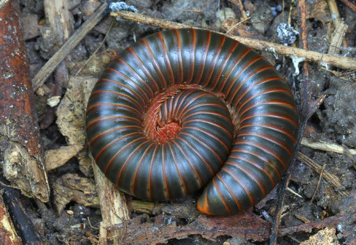 big millipede