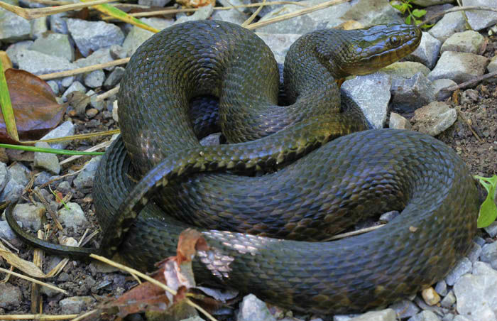 Mississippi Green Water Snake