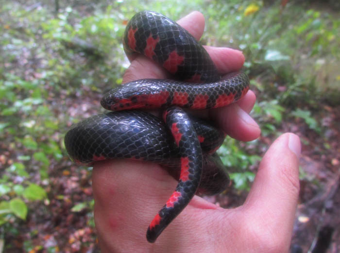 Western Mud Snake