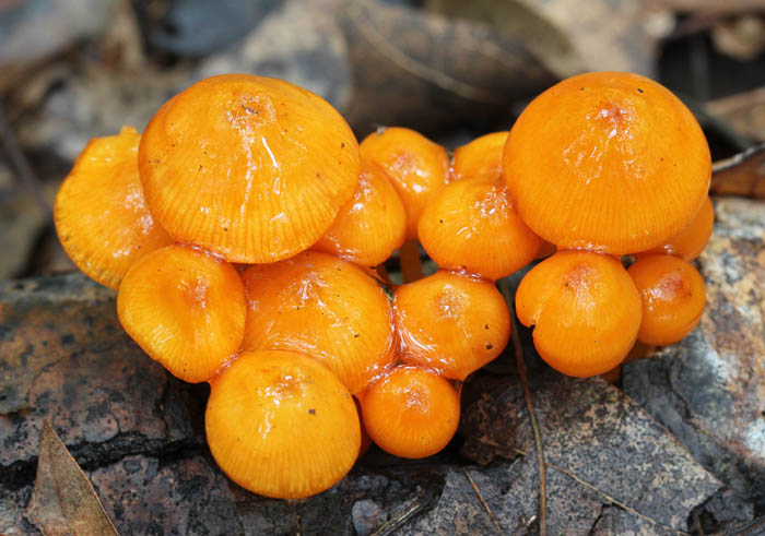 orange mushrooms