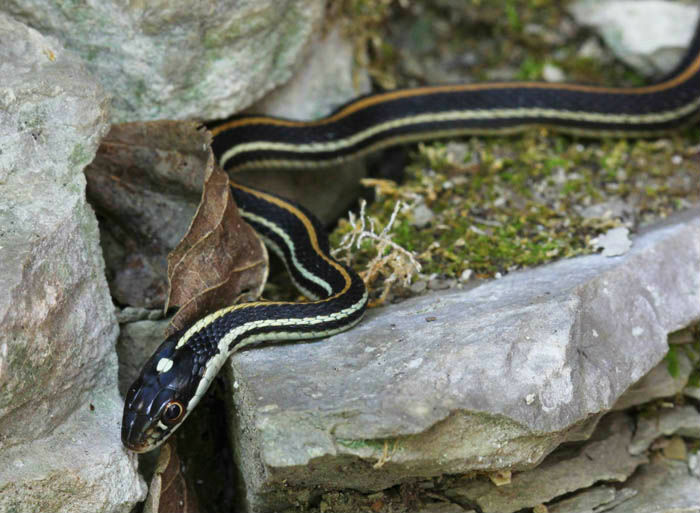 Western Ribbon Snake