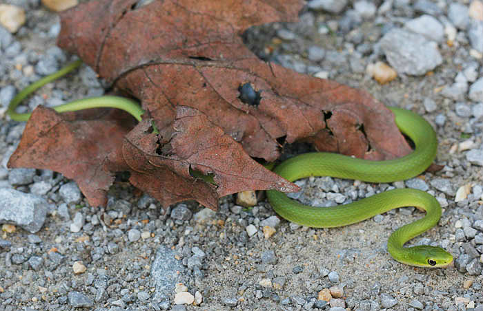 Rough Green Snake