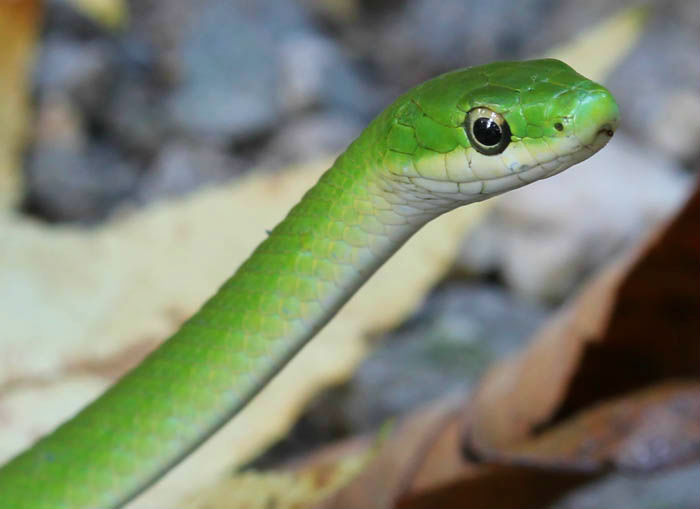 Rough Green Snake