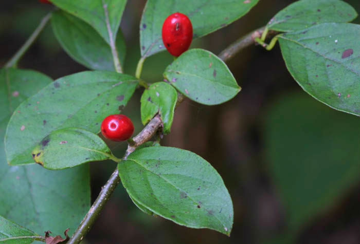 Spicebush