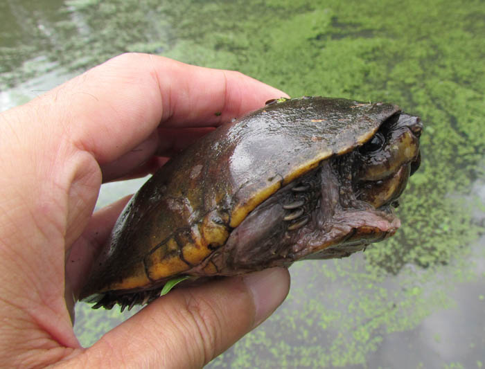 Common Musk Turtle