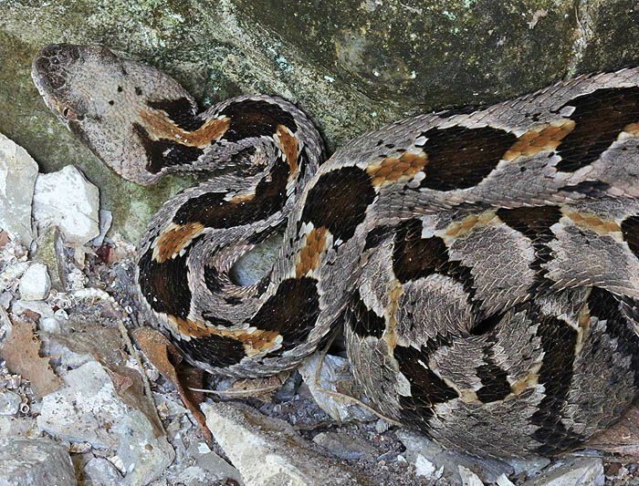 Timber Rattlesnake