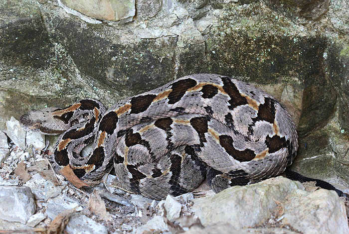 Timber Rattlesnake