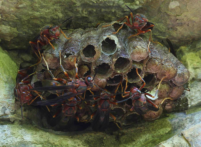 Paper Wasps