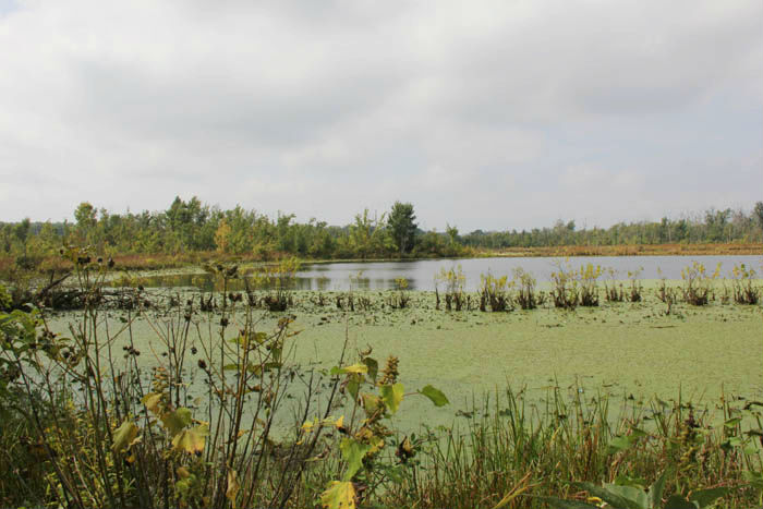 Winter's Pond