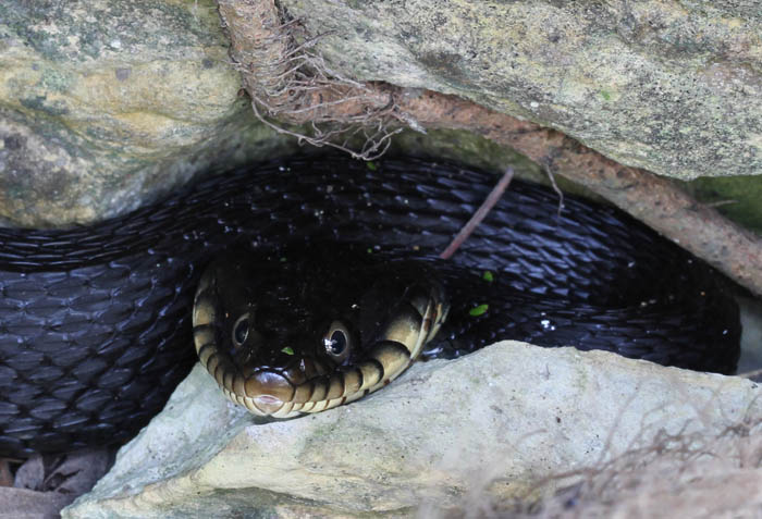 Yellowbelly Water Snake