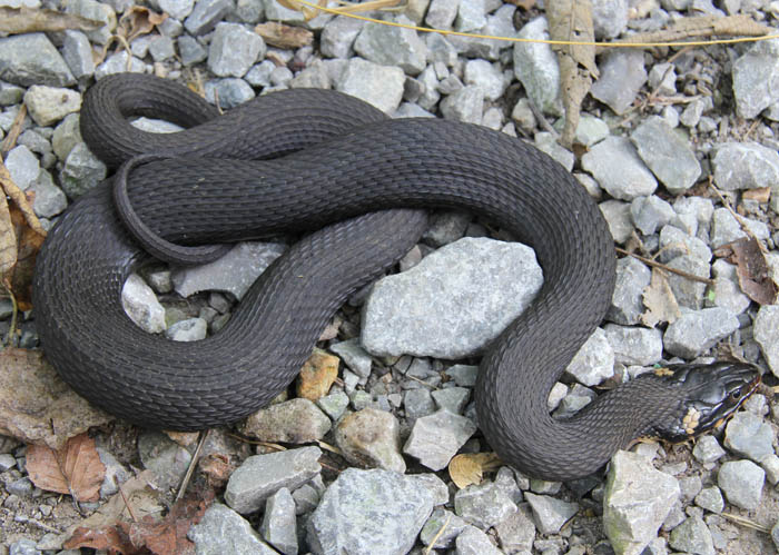 Yellowbelly Water Snake