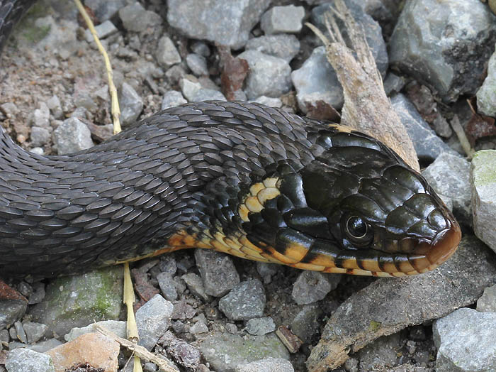 Yellowbelly Water Snake