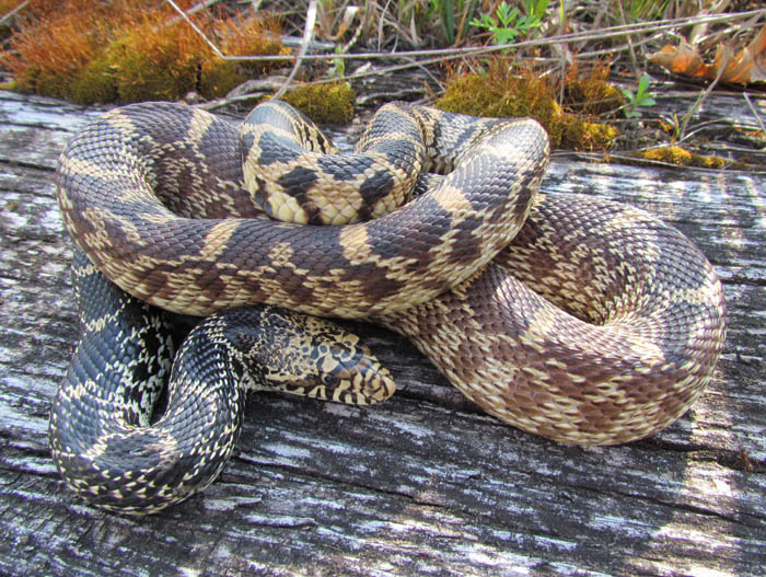 Bull Snake