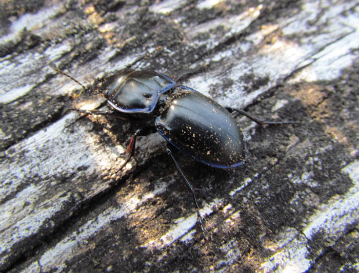 Blue-margined ground beetle