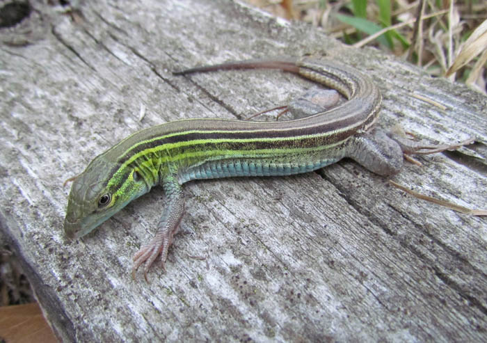 Prairie Racerunner