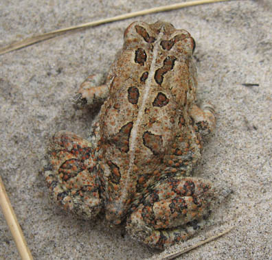 Fowler's Toad