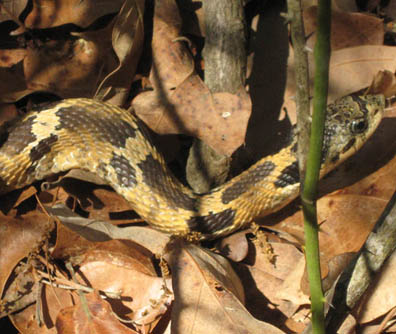 Hognose Snake