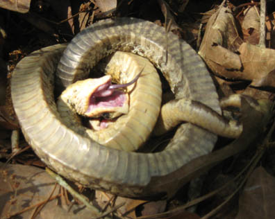 Hognose Snake