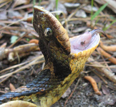 Hognose Snake