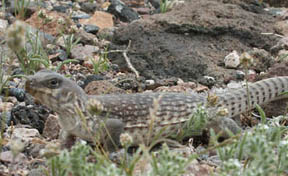 Desert Iguana