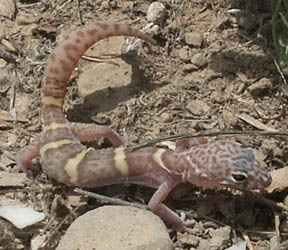 Gecko