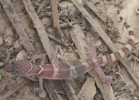 Gecko