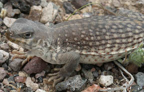 Desert Iguana