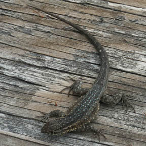 Side Blotched Lizard