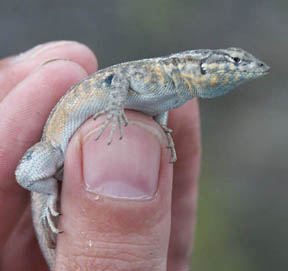 Side Blotched Lizard