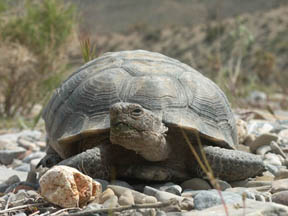 Desert Tortoise