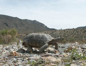 Desert Tortoise