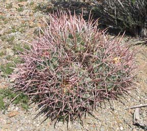 Barrel Cactus