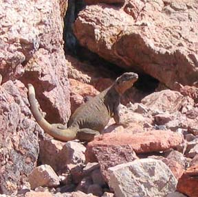 Chuckwalla