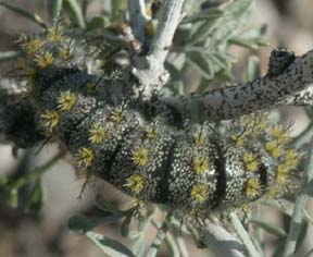 Caterpillar