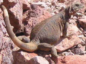 Chuckwalla