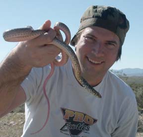 Coachwhip