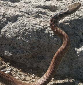 Coachwhip